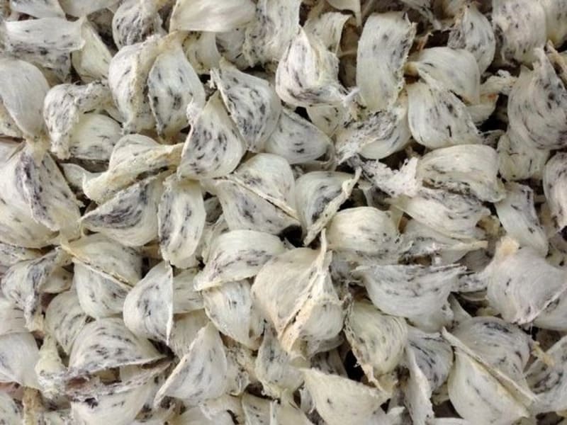 Tổ yến biển đảo sơ chế còn lông - Image 4