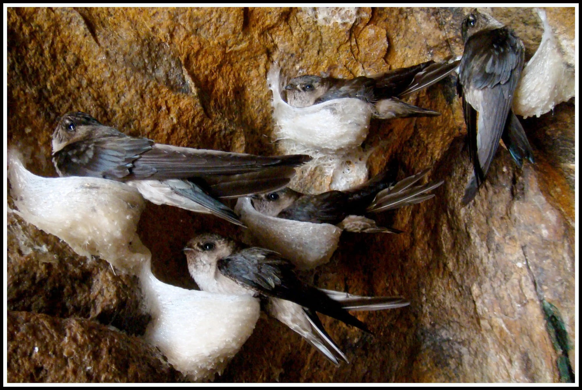 QUY TRÌNH KHAI THÁC YẾN SÀO – HÀNH TRÌNH TẠO NÊN GIÁ TRỊ DINH DƯỠNG QUÝ GIÁ